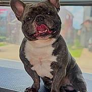 Huncho is registered to the contest to win money with this photo: animal, blurred_background, close_up, companion, cute, dog, ears_up, french_bulldog, friendly, fur, happy, indoor, muscular, paw, pet, playful, portrait, sitting, snout, tongue_out