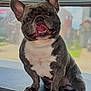 animal, blurred_background, close_up, companion, cute, dog, ears_up, french_bulldog, friendly, fur, happy, indoor, muscular, paw, pet, playful, portrait, sitting, snout, tongue_out