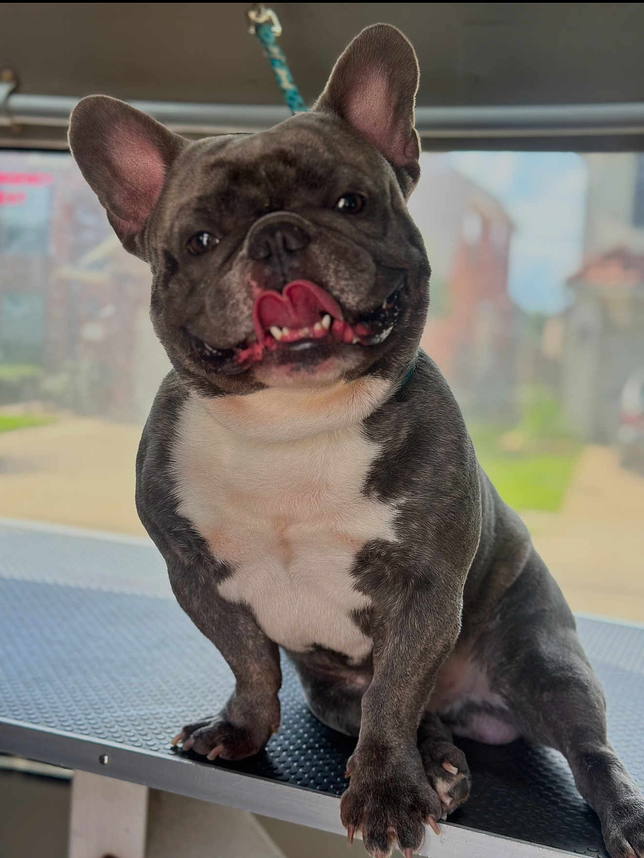 Huncho is registered to the contest to win money with this photo: animal, blurred_background, close_up, companion, cute, dog, ears_up, french_bulldog, friendly, fur, happy, indoor, muscular, paw, pet, playful, portrait, sitting, snout, tongue_out