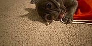 Huncho is registered to the contest to win money with this photo: animal, carpet, chewing, close_up, cute, dog, ears, french_bulldog, front_paw, fur, home, indoor, lying_down, nose, orange_bag, pet, playful, puppy, string, tongue