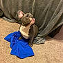 Huncho is registered to the contest to win money with this photo: animal, blanket, blue_shirt, carpet, companion, cozy, curious, cute, dog, domestic, ears, french_bulldog, fur, indoor, looking_up, pet, puppy, sitting, small_dog, snout