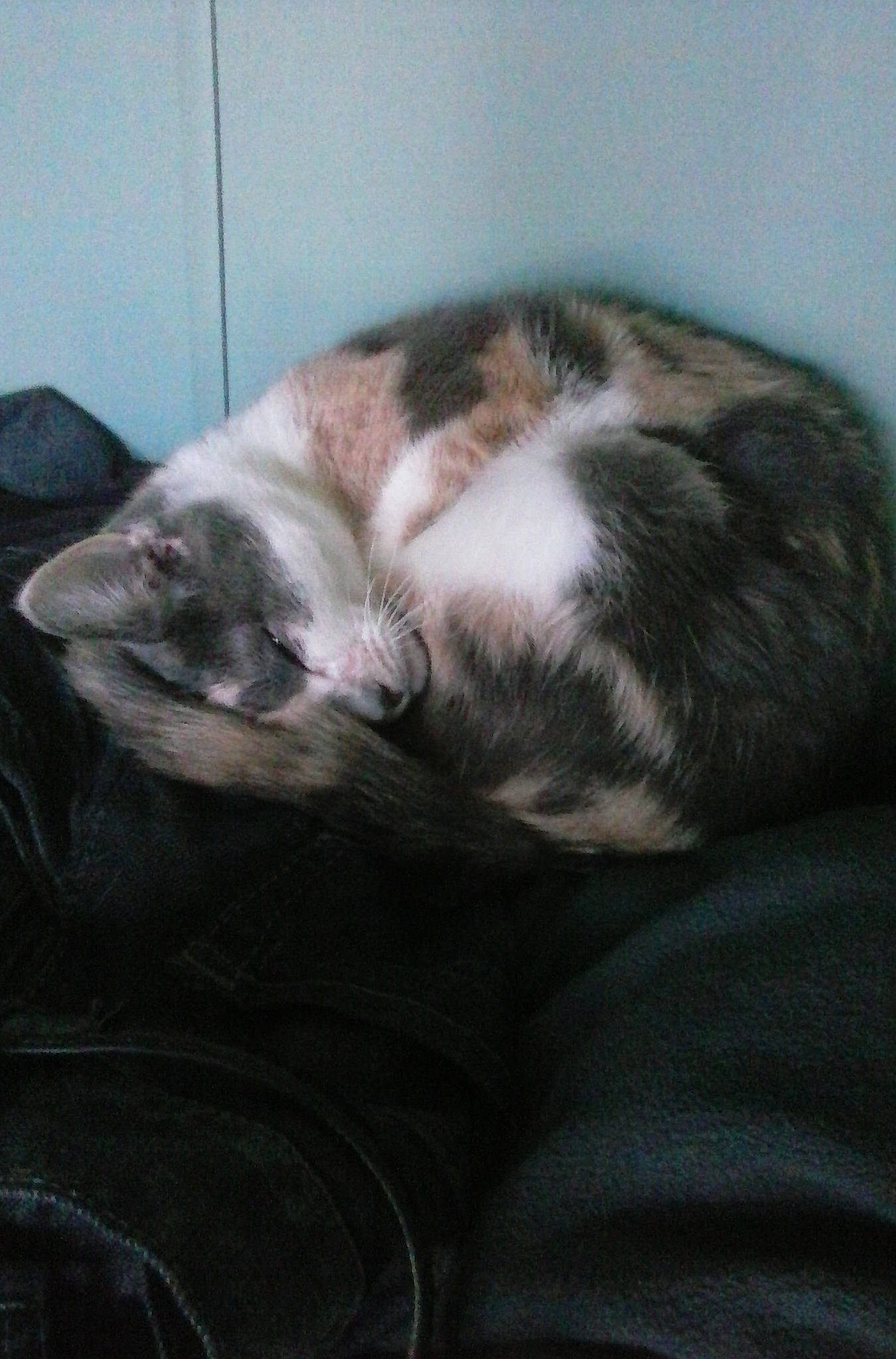 Mrs. Kitty is registered to the contest to win money with this photo: carnivore, cat, domestic_short_haired_cat, ear, european_shorthair, felidae, fur, kitten, nap, sleep, small_to_medium_sized_cats, tail, whiskers