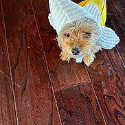 Chicquita is registered to the contest to win money with this photo: dog, pet, costume, banana, floor, wooden_floor, small_dog, brown_dog, looking_up, cute, indoors, animal, canine, fur, funny_costume, adorable, domestic_animal, costumed_pet, playful, companion