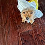 adorable, animal, banana, brown_dog, canine, companion, costume, costumed_pet, cute, dog, domestic_animal, floor, funny_costume, fur, indoors, looking_up, pet, playful, small_dog, wooden_floor