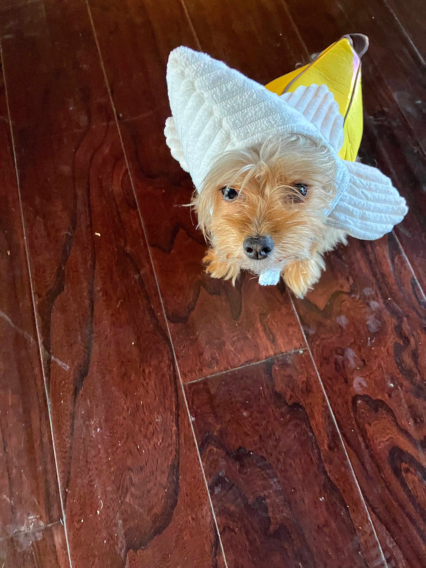 Chicquita