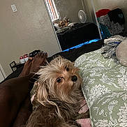 Chiquita joined the competition — help win amazing prizes! basket, bed, blanket, clothing, decor, dog, fan, floor, footwear, indoor, legs, light_switch, mirror, person, pillow, room, socks, stuffed_animals, wall, window