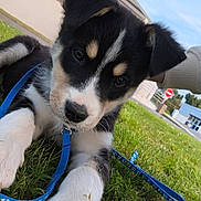 Krokmou a rejoint le concours — aidez-le/la à gagner de superbes lots ! puppy, dog, grass, leash, blue_leash, outdoor, building, sky, animal, pet, cute, young_dog, black_and_white, paw, ears, nose, face, walking, nature, daytime