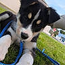 puppy, dog, grass, leash, blue_leash, outdoor, building, sky, animal, pet, cute, young_dog, black_and_white, paw, ears, nose, face, walking, nature, daytime