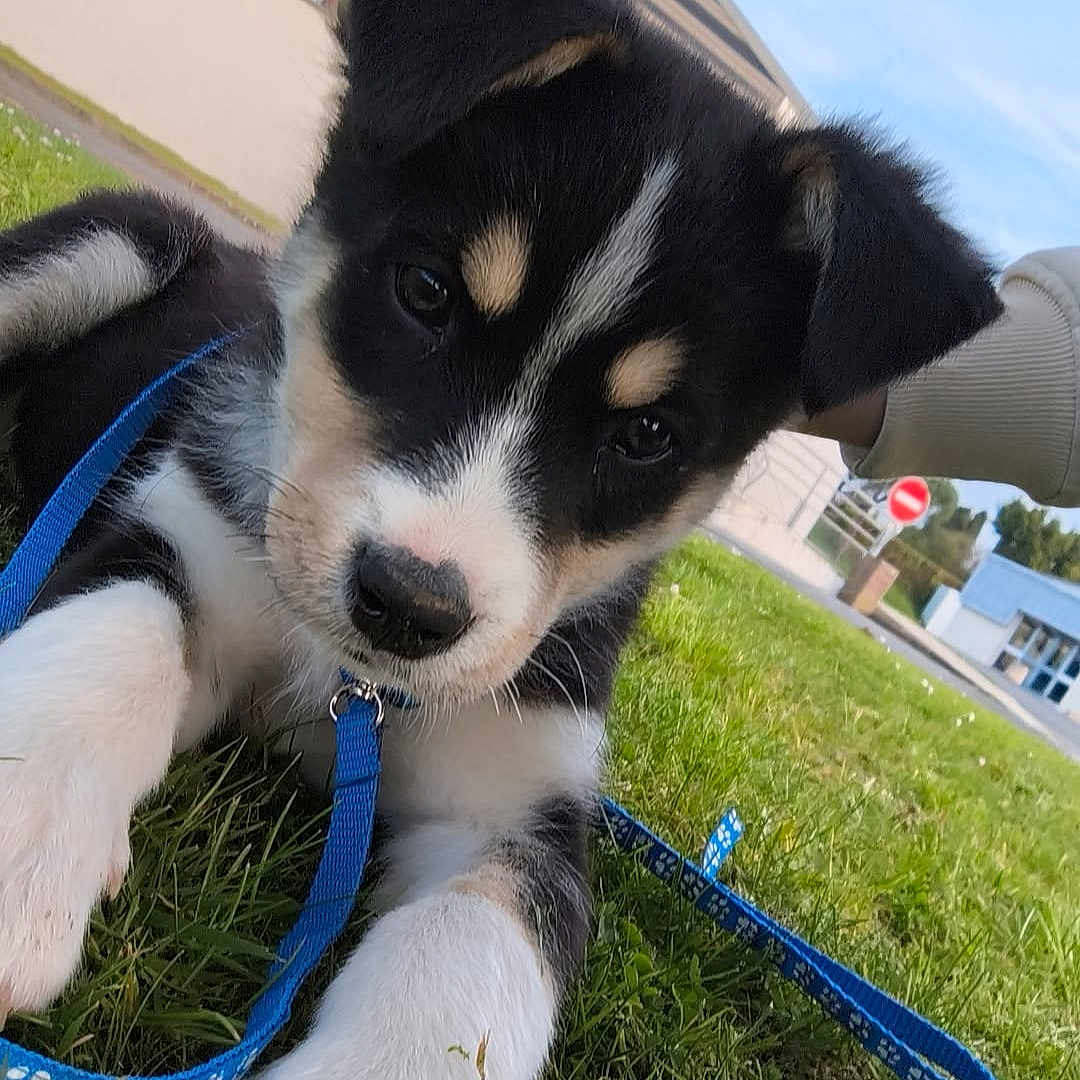 Krokmou a rejoint le concours — aidez-le/la à gagner de superbes lots ! puppy, dog, grass, leash, blue_leash, outdoor, building, sky, animal, pet, cute, young_dog, black_and_white, paw, ears, nose, face, walking, nature, daytime