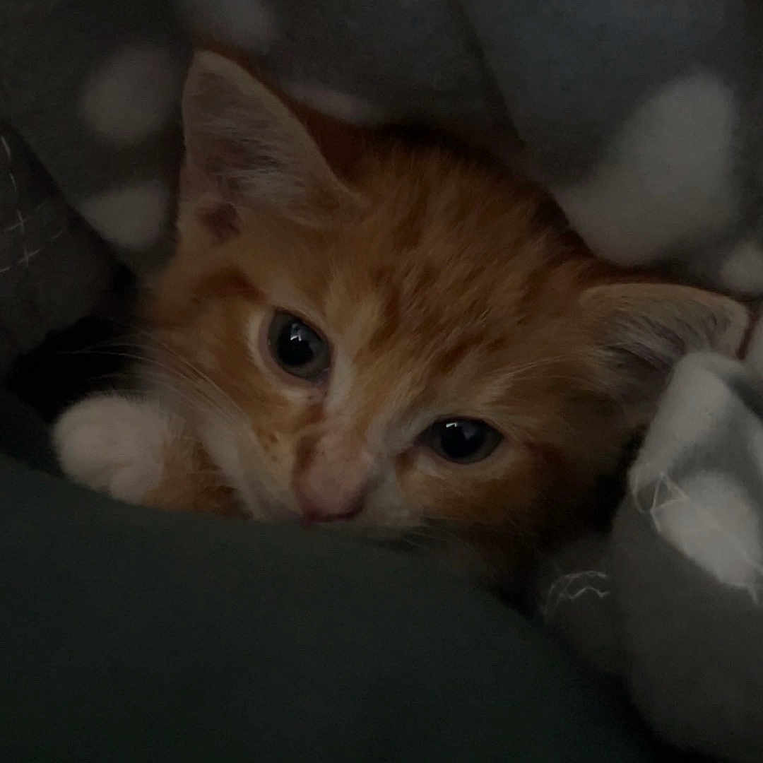 Millie is registered to the contest to win money with this photo: adorable, animal, blanket, cat, closeup, comfort, cozy, cute, ears, fur, indoor, kitten, nap, orange_cat, pet, resting, sleepy, soft, whiskers, young