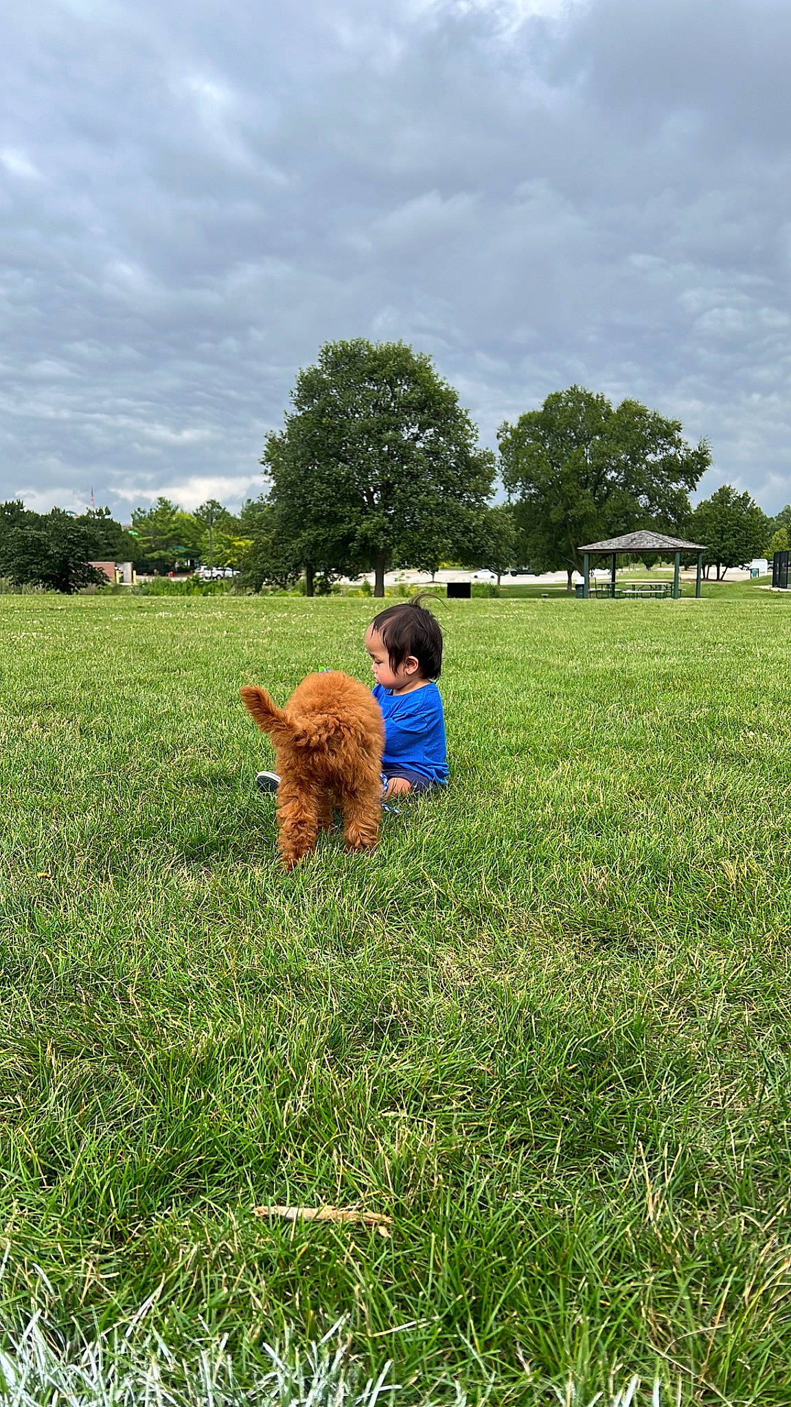 Ricky is registered to the contest to win money with this photo: agriculture, cloud, companion_dog, dog_breed, fawn, grass, grassland, happy, landscape, lawn, leisure, meadow, natural_landscape, pasture, people_in_nature, person, plant, prairie, sky, sporting_group