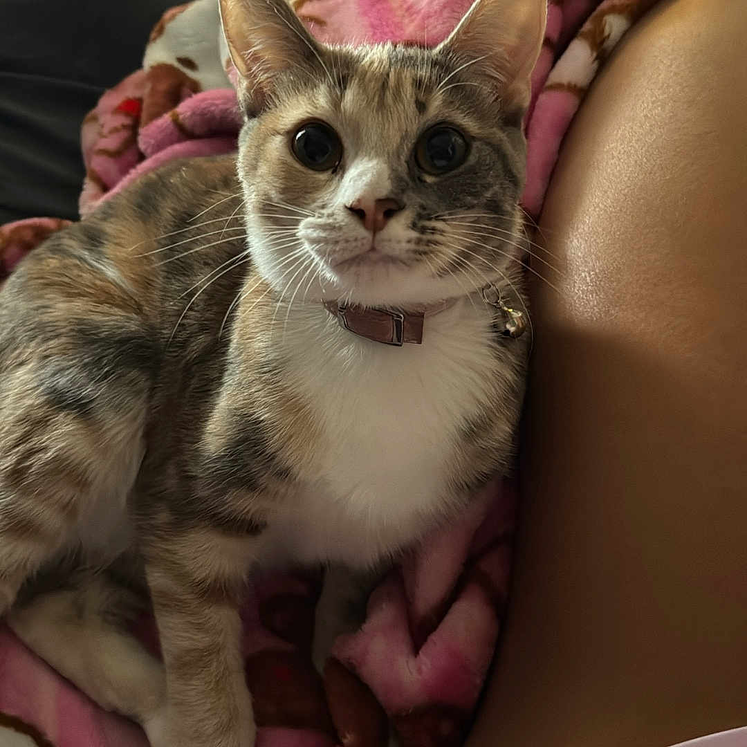 Nala is registered to the contest to win money with this photo: abyssinian, animal, armchair, blanket, bodypart, cat, chair, couch, cushion, finger, furniture, hand, homedecor, kitten, manx, person, pet, quilt, siamese, sleeping
