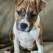 Marge is registered to the contest to win money with this photo: animal, brindle, canine, couch, cute, dog, domestic_animal, ears, friendly, fur, indoor, looking_up, nose, paws, pet, portrait, puppy, sitting, white, young