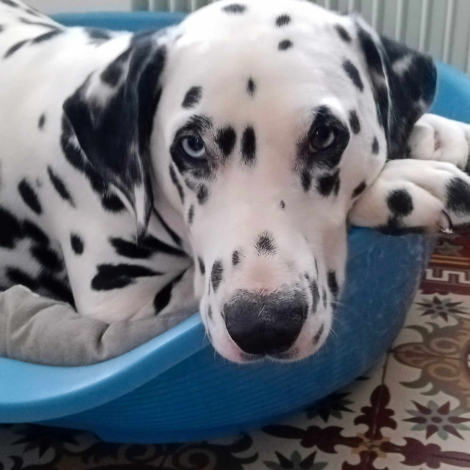 Oslo a rejoint le concours — aidez-le/la à gagner de superbes lots ! bowl, canidae, carnivore, companion_dog, dalmatian, dishware, dog, dog_breed, monochrome_photography, non_sporting_group, pattern, pet_supply, serveware, snout, sporting_group, tableware, terrestrial_animal, whiskers, white, working_animal