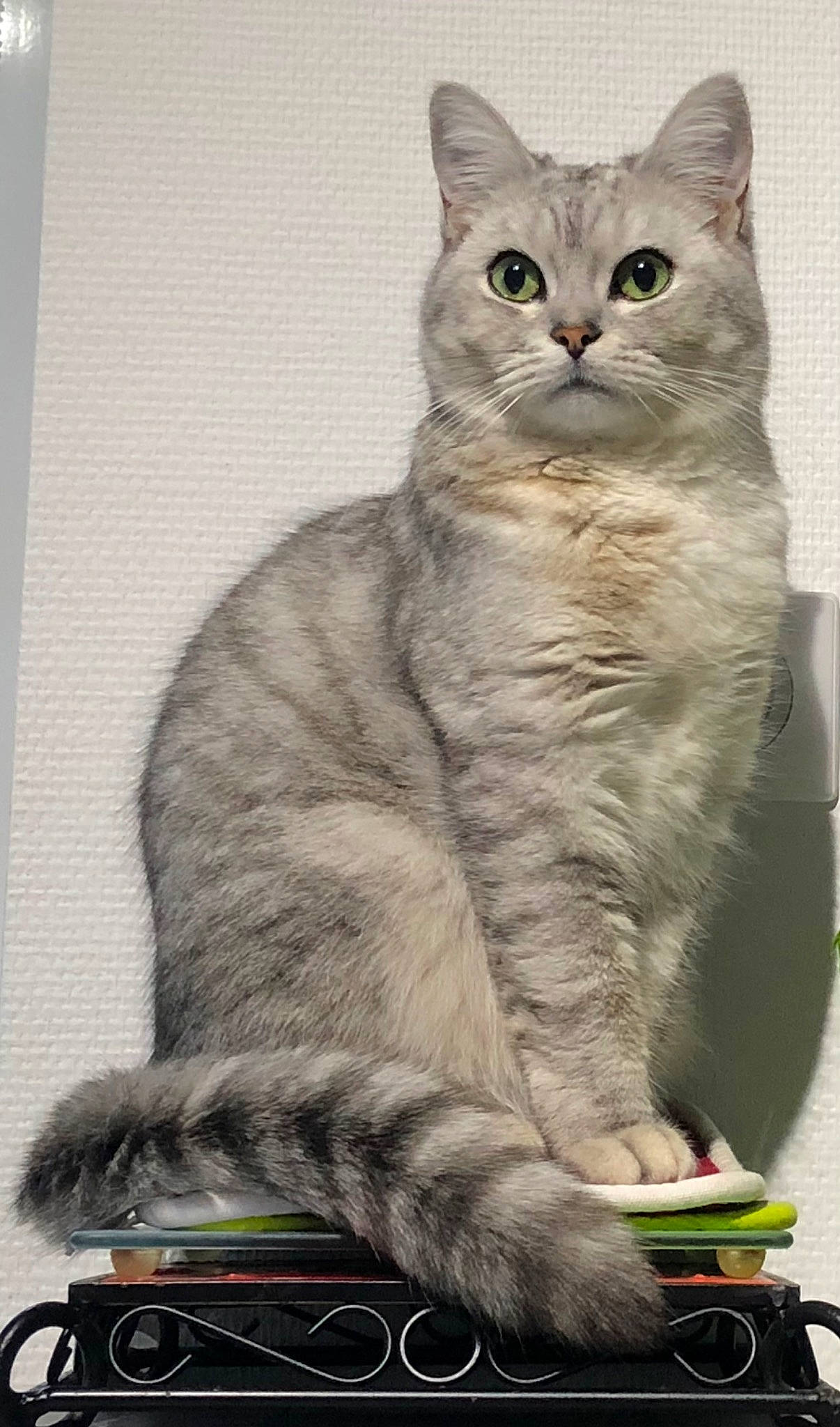 Rio a rejoint le concours — aidez-le/la à gagner de superbes lots ! art, carnivore, cat, domestic_short_haired_cat, felidae, fur, illustration, paint, paw, photo_caption, sitting, small_to_medium_sized_cats, tail, terrestrial_animal, whiskers, wildlife, window