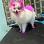 dog, pomeranian, dyed_fur, pink, blue, fluffy, small_dog, tongue_out, groomed, grooming_table, paws, ears, tail, bow, accessory, indoor, glass_blocks, pet, smiling, colorful