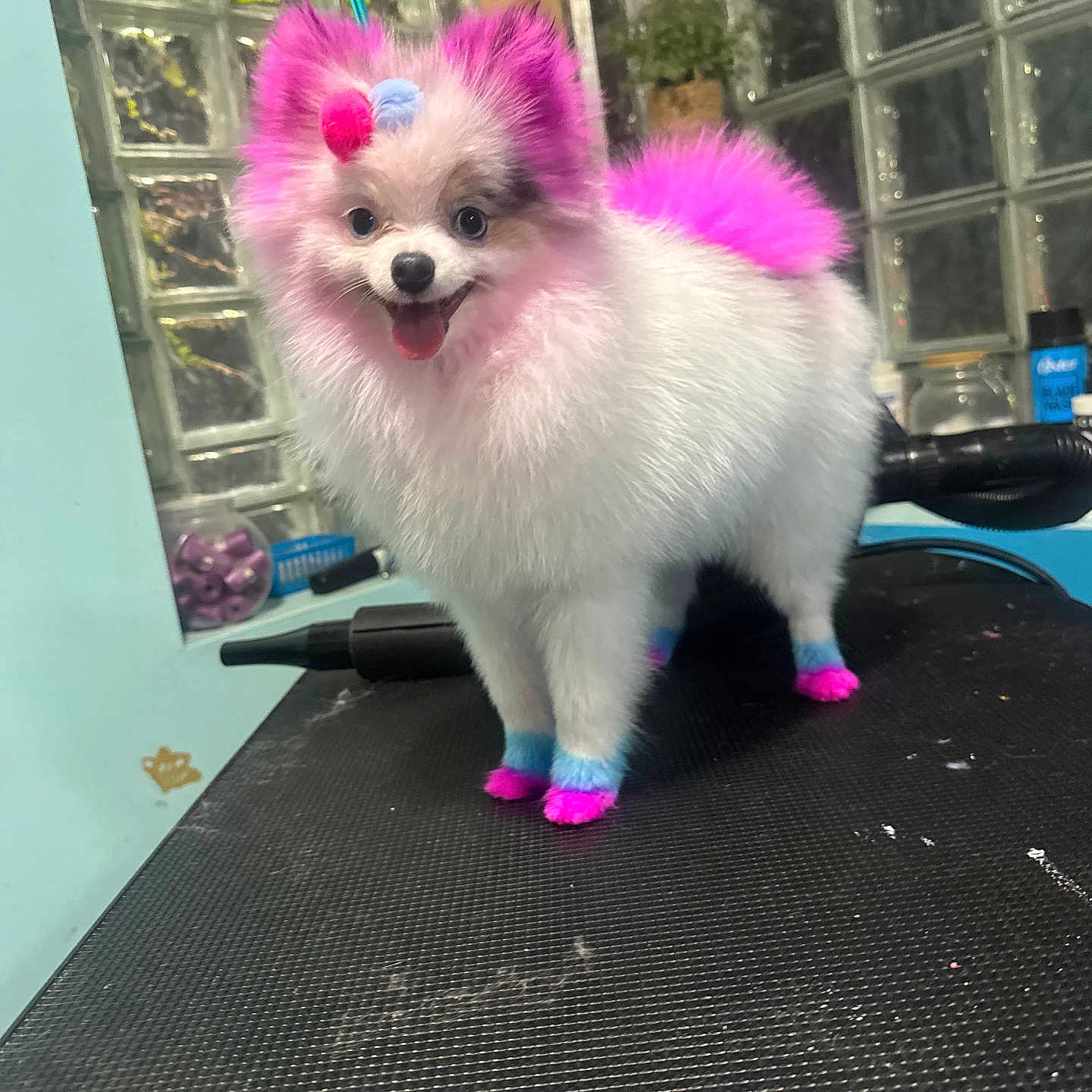 Birkin joined the competition — help win amazing prizes! accessory, blue, bow, colorful, dog, dyed_fur, ears, fluffy, glass_blocks, groomed, grooming_table, indoor, paws, pet, pink, pomeranian, small_dog, smiling, tail, tongue_out