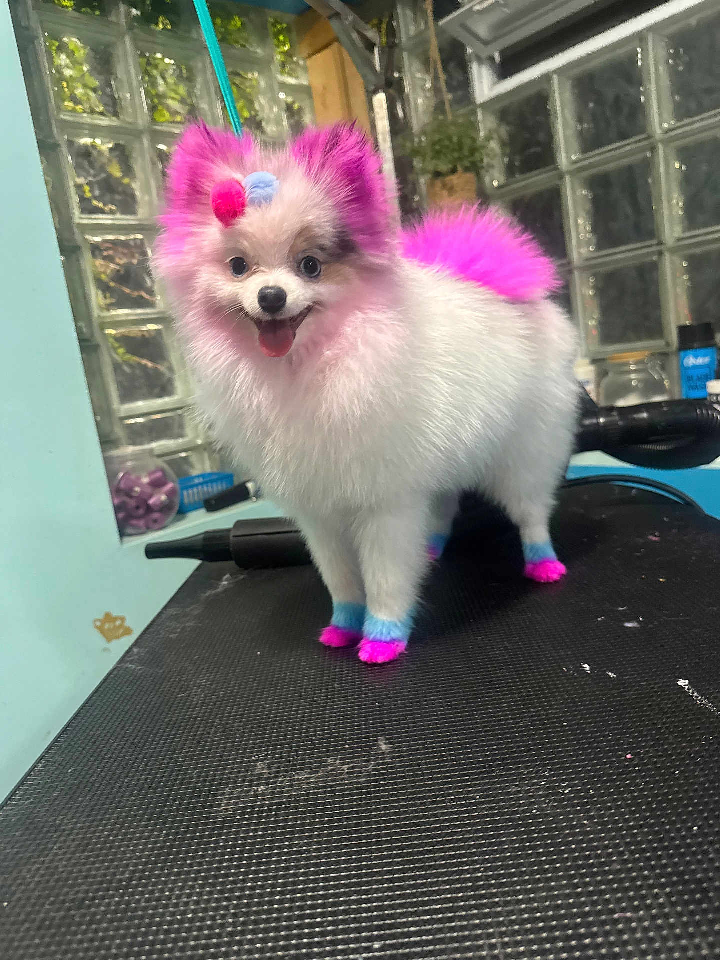 Birkin joined the competition — help win amazing prizes! dog, pomeranian, dyed_fur, pink, blue, fluffy, small_dog, tongue_out, groomed, grooming_table, paws, ears, tail, bow, accessory, indoor, glass_blocks, pet, smiling, colorful