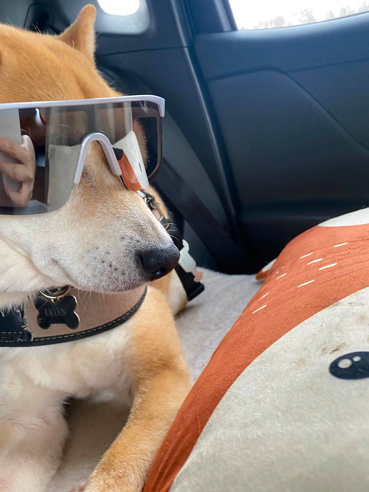 Raccoon a rejoint le concours — aidez-le/la à gagner de superbes lots ! automotive_tire, car, car_seat, car_seat_cover, carnivore, collar, comfort, companion_dog, dog, dog_breed, fawn, felidae, small_to_medium_sized_cats, snout, spitz, vehicle, vehicle_door, whiskers, window, working_animal