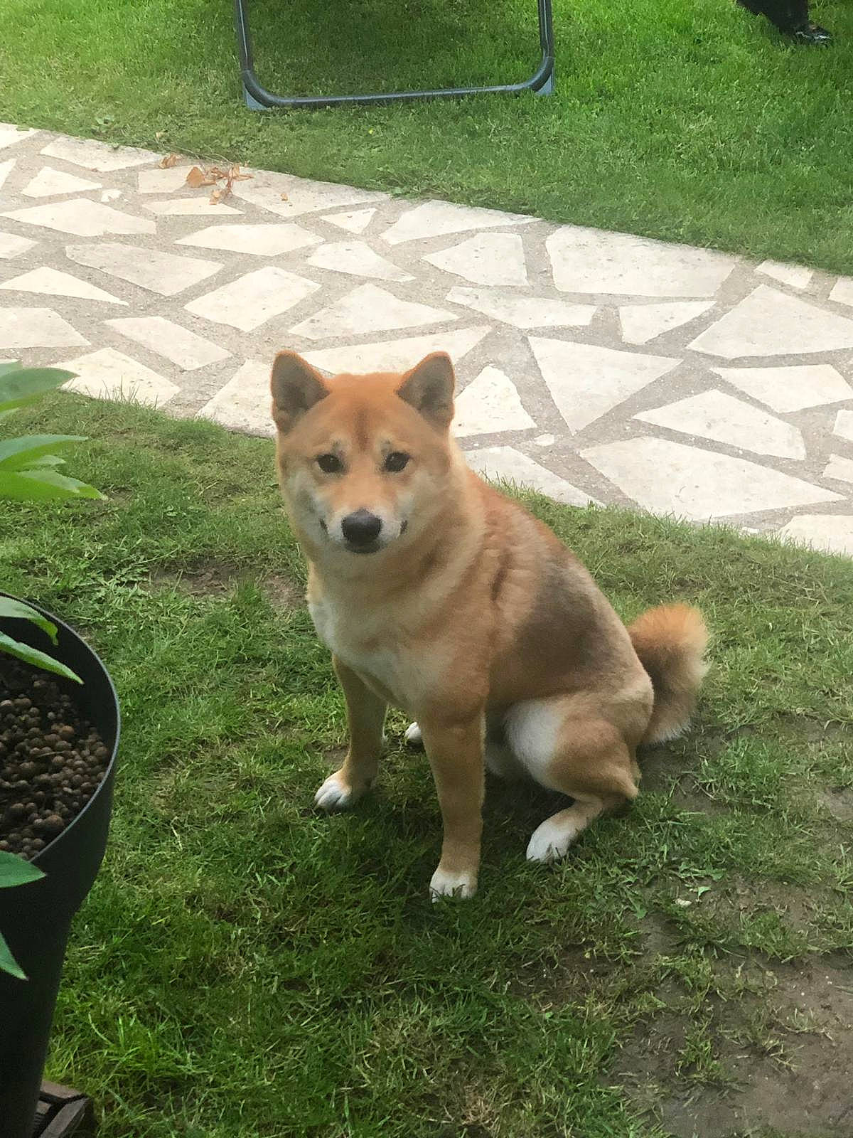 Raccoon participe au concours pour gagner de l'argent avec cette photo : ancient_dog_breeds, canidae, carnivore, chair, collar, companion_dog, dog, dog_breed, fawn, flowerpot, grass, plant, road_surface, sidewalk, snout, sporting_group, tail, tree, working_animal, working_dog