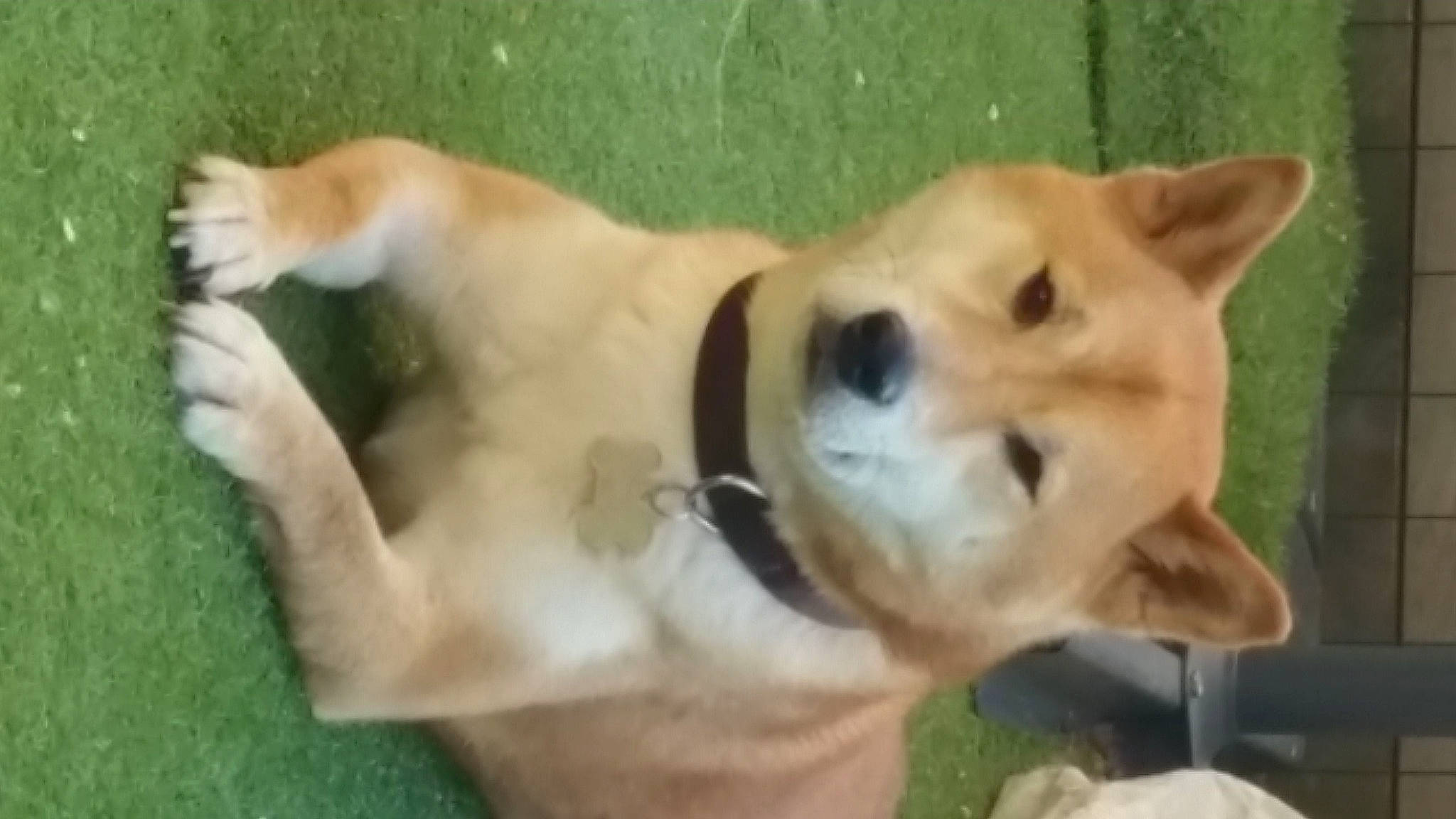 Raccoon participe au concours pour gagner de l'argent avec cette photo : ancient_dog_breeds, canidae, carnivore, companion_dog, dog, dog_breed, fawn, grass, non_sporting_group, sporting_group, tail, terrestrial_animal, vertebrate, whiskers, working_animal