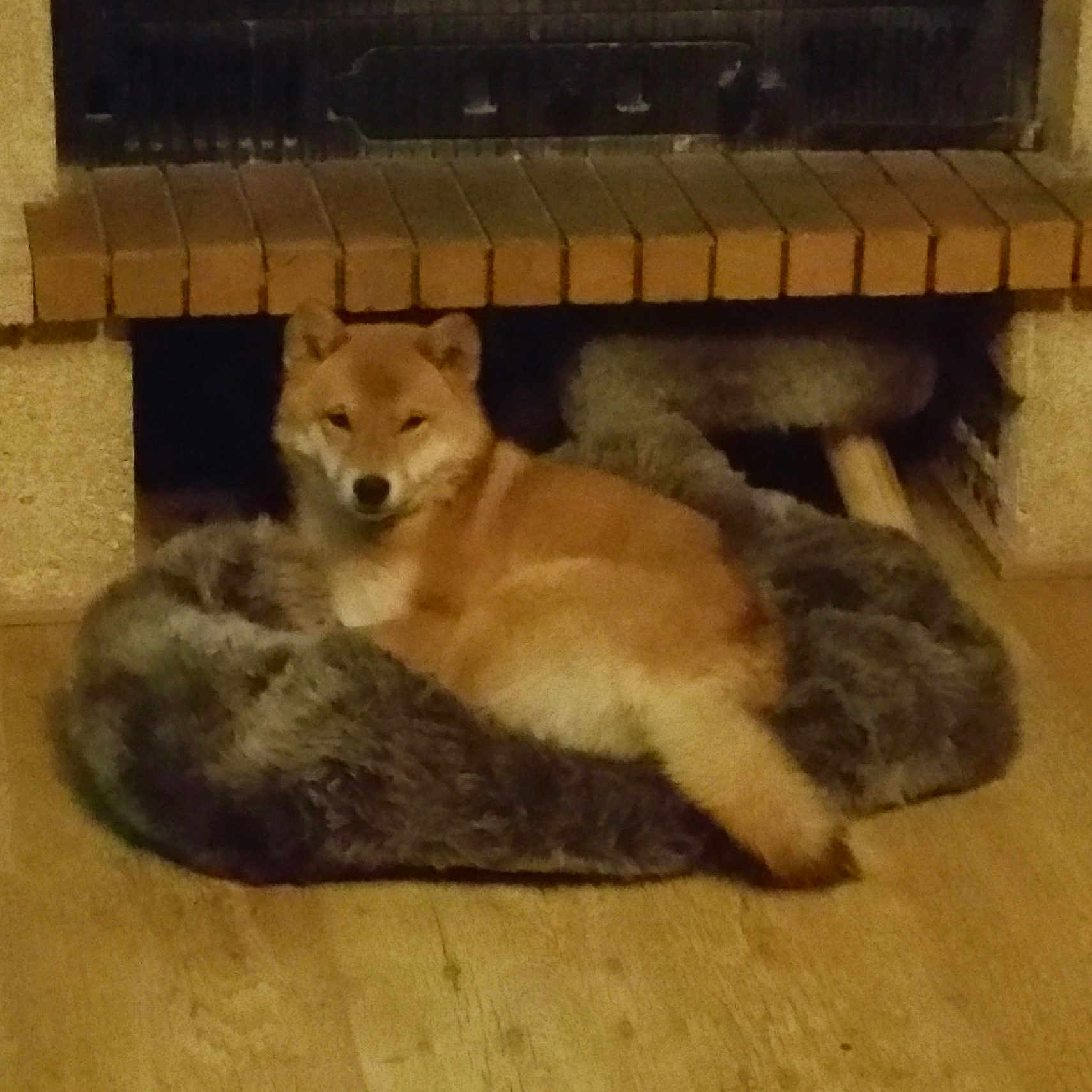 Nala a rejoint le concours — aidez-le/la à gagner de superbes lots ! animal, architecture, building, canine, cat, coyote, dog, fireplace, fox, furniture, hearth, homedecor, husky, indoors, livingroom, pet, puppy, room, slate, wood