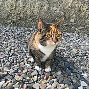 Melon is registered to the contest to win money with this photo: cat, calico, animal, pet, outdoor, gravel, rocks, fur, whiskers, ears, paws, nature, curious, sitting, mammal, eyes, ground, stone_wall, closeup, daylight