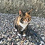 cat, calico, animal, pet, outdoor, gravel, rocks, fur, whiskers, ears, paws, nature, curious, sitting, mammal, eyes, ground, stone_wall, closeup, daylight