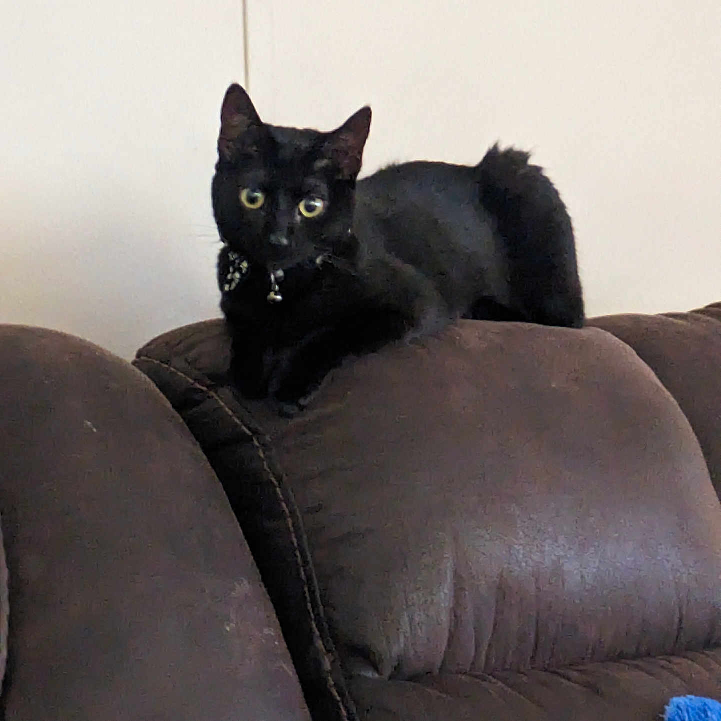 Elvira Minnie Muffin joined the competition — help win amazing prizes! alert, animal, black_cat, brown_couch, cat, collar, couch, cute, domestic_cat, eyes, feline, fur, furniture, home_interior, indoor, mammal, pet, resting, sitting, whiskers
