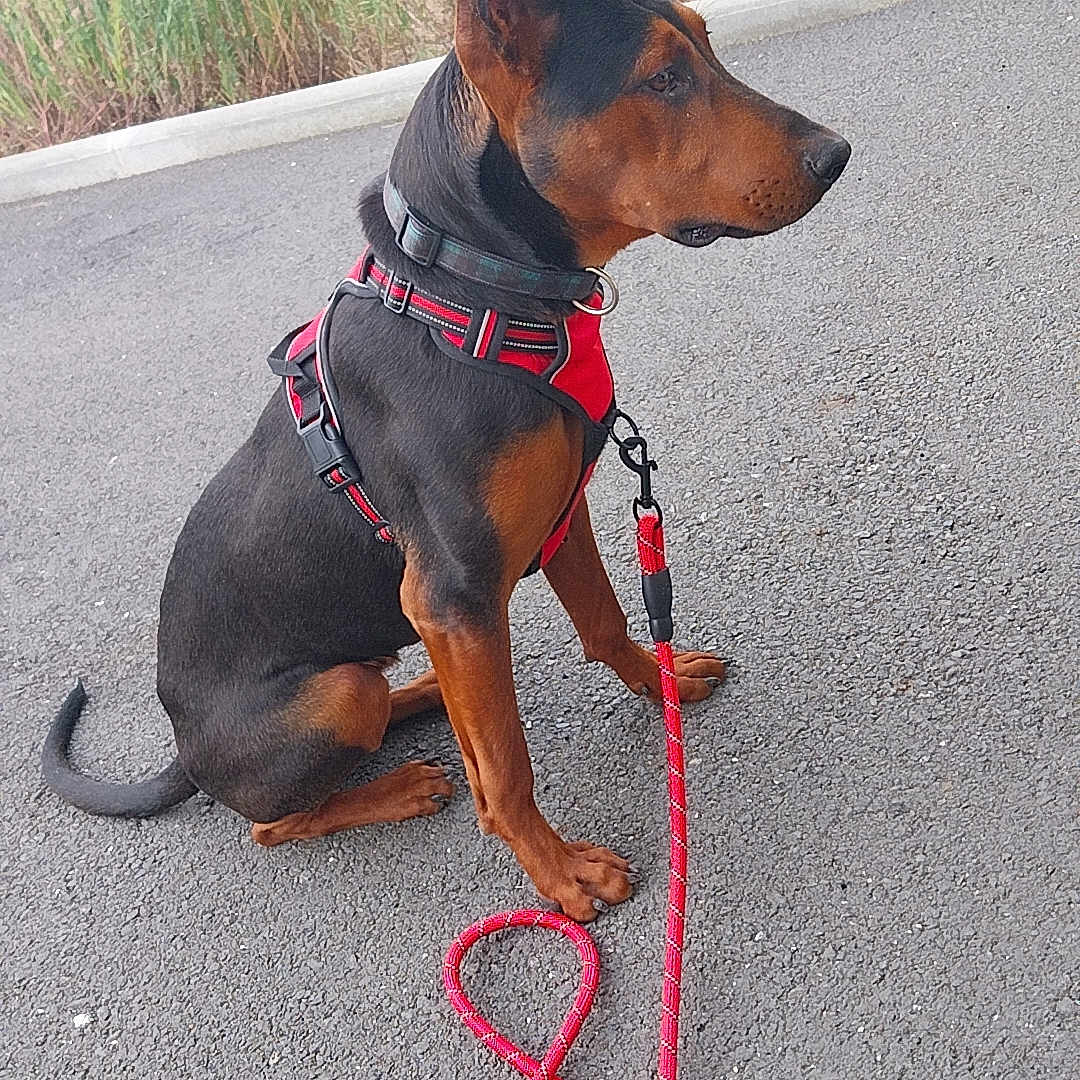 Yumi a rejoint le concours — aidez-le/la à gagner de superbes lots ! animal, asphalt, black_and_brown, calm, canine, collar, doberman, dog, grass, leash, nature, obedient, outdoor, pavement, pet, quiet, red_harness, side_view, sitting, wild_plants