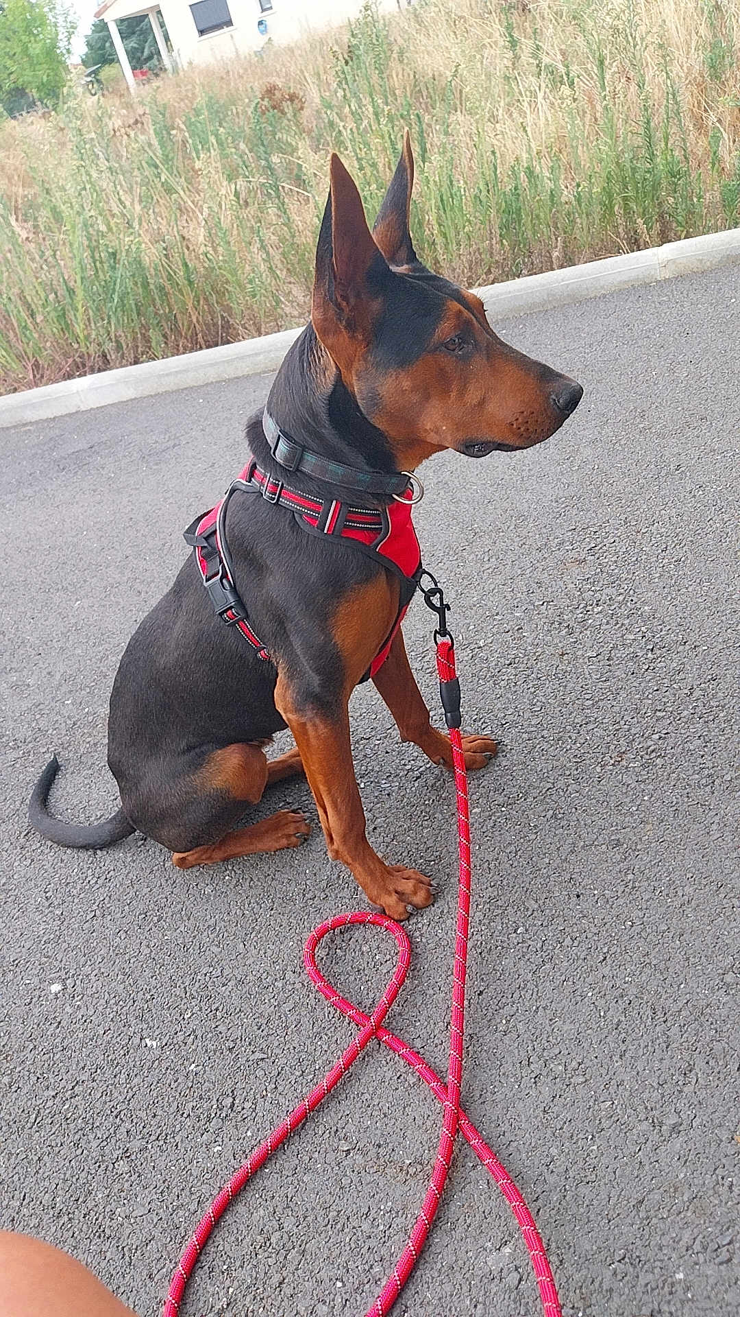 Yumi a rejoint le concours — aidez-le/la à gagner de superbes lots ! dog, doberman, leash, red_harness, sitting, asphalt, outdoor, grass, wild_plants, side_view, pet, canine, animal, obedient, collar, black_and_brown, quiet, calm, pavement, nature