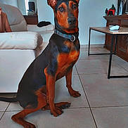 Yumi participe au concours pour gagner de l'argent avec cette photo : doberman, dog, pet, indoor, living_room, tile_floor, furniture, couch, table, collar, alert, ears_up, brown, black, canine, domestic_animal, floor, animal, companion, sitting