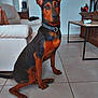 alert, animal, black, brown, canine, collar, companion, couch, doberman, dog, domestic_animal, ears_up, floor, furniture, indoor, living_room, pet, sitting, table, tile_floor