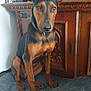 Yumi a rejoint le concours — aidez-le/la à gagner de superbes lots ! doberman, dog, pet, canine, sitting, indoors, blanket, wooden_cabinet, furniture, ears_up, alert, brown_and_black, toy_figures, television, glasses, collar, floor, living_room, portrait, domestic