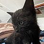 black_kitten, cat, kitten, fur, blue_eyes, indoor, blanket, soft, close_up, pet, animal, whiskers, curious, young, domestic_cat, feline, cozy, resting, bedroom, wooden_frame