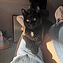 cat, black_cat, pet, indoor, sunlight, denim, legs, furniture, relaxing, cozy, white_patch, amber_eyes, casual, home, domestic_animal, comfort, resting, closeup, animal, cute