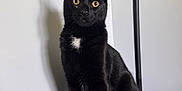 Cookie is registered to the contest to win money with this photo: cat, black_cat, animal, pet, wooden_stool, indoor, feline, curious, alert, shadow, white_patch, ears, whiskers, fur, sitting, looking, golden_eyes, wall, floor, lamp_stand