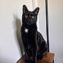 cat, black_cat, animal, pet, wooden_stool, indoor, feline, curious, alert, shadow, white_patch, ears, whiskers, fur, sitting, looking, golden_eyes, wall, floor, lamp_stand