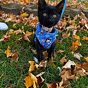 Cookie joined the competition — help win amazing prizes! kitten, black_cat, blue_harness, autumn, fall_leaves, grass, outdoor, pet, young_cat, curious, nature, animal, playful, closeup, small_animal, collar, leaf_litter, daylight, cute, adventure