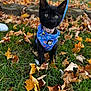 kitten, black_cat, blue_harness, autumn, fall_leaves, grass, outdoor, pet, young_cat, curious, nature, animal, playful, closeup, small_animal, collar, leaf_litter, daylight, cute, adventure