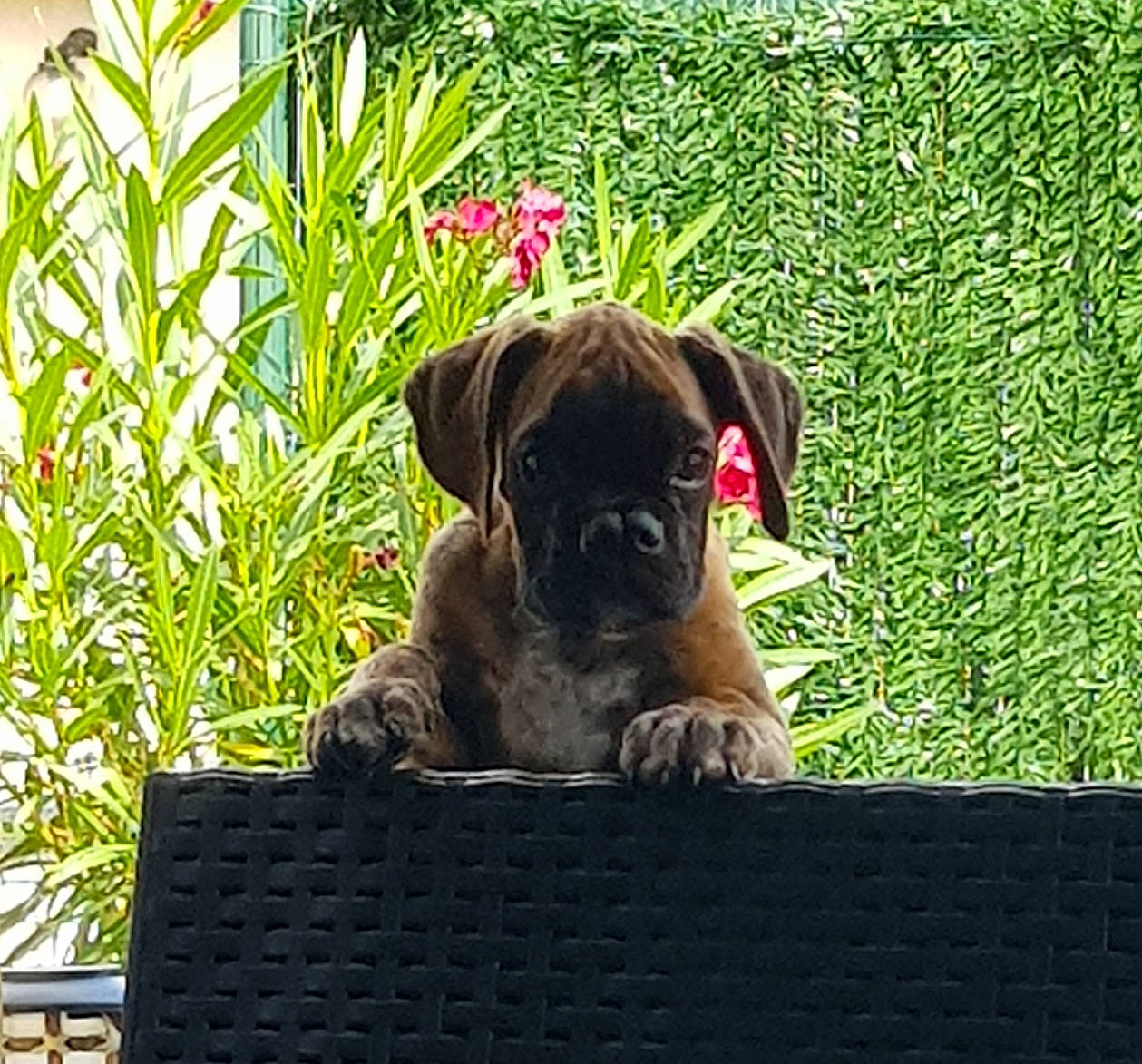 Paco a rejoint le concours — aidez-le/la à gagner de superbes lots ! boxer, bullmastiff, canidae, carnivore, companion_dog, dog, dog_breed, fawn, grass, mammal, plant, pug, puggle, puppy, sporting_group, vertebrate