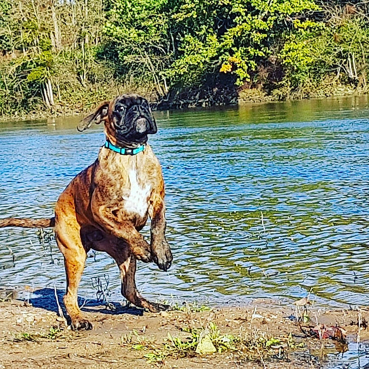 Paco a rejoint le concours — aidez-le/la à gagner de superbes lots ! bank, boerboel, canidae, carnivore, dog, dog_breed, english_mastiff, fawn, fila_brasileiro, great_dane, guard_dog, hunting_dog, mammal, pointer, pond, sporting_group, vertebrate, working_dog