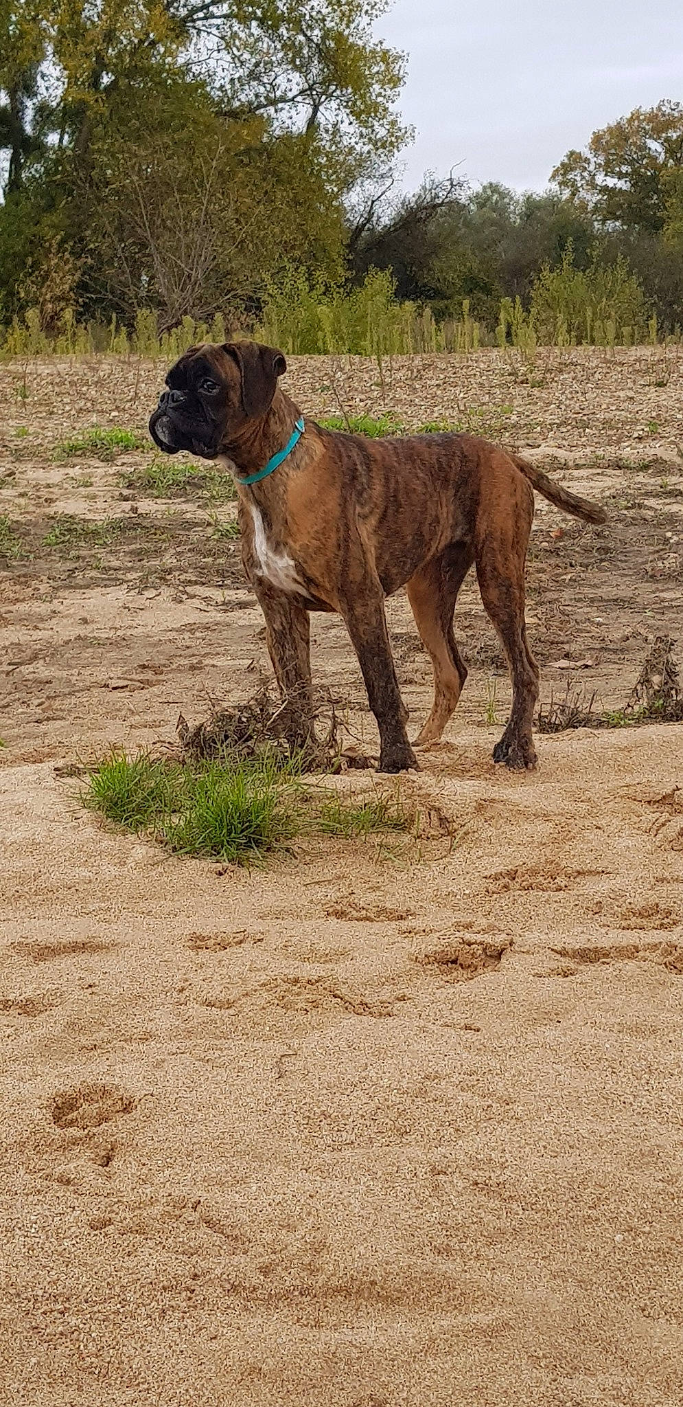 Paco a rejoint le concours — aidez-le/la à gagner de superbes lots ! alano_espanol, alaunt, boerboel, boxer, bullmastiff, canidae, carnivore, cimarron_uruguayo, dog, dog_breed, dogo_sardesco, fawn, mammal, molosser, perro_de_presa_canario, perro_de_presa_mallorquin, rare_breed_dog, sporting_group, tosa, vertebrate