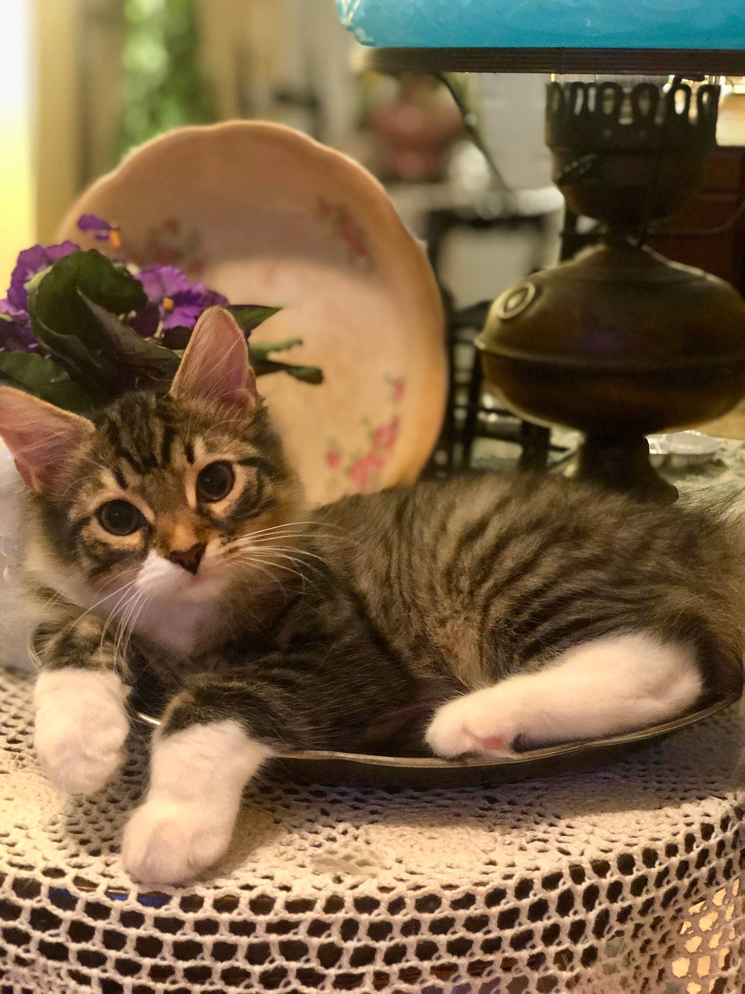 Jagger joined the competition — help win amazing prizes! carnivore, cat, cat_bed, cat_supply, claw, comfort, domestic_short_haired_cat, felidae, fur, hat, linens, nap, paw, plant, sitting, small_to_medium_sized_cats, snout, tail, textile, whiskers
