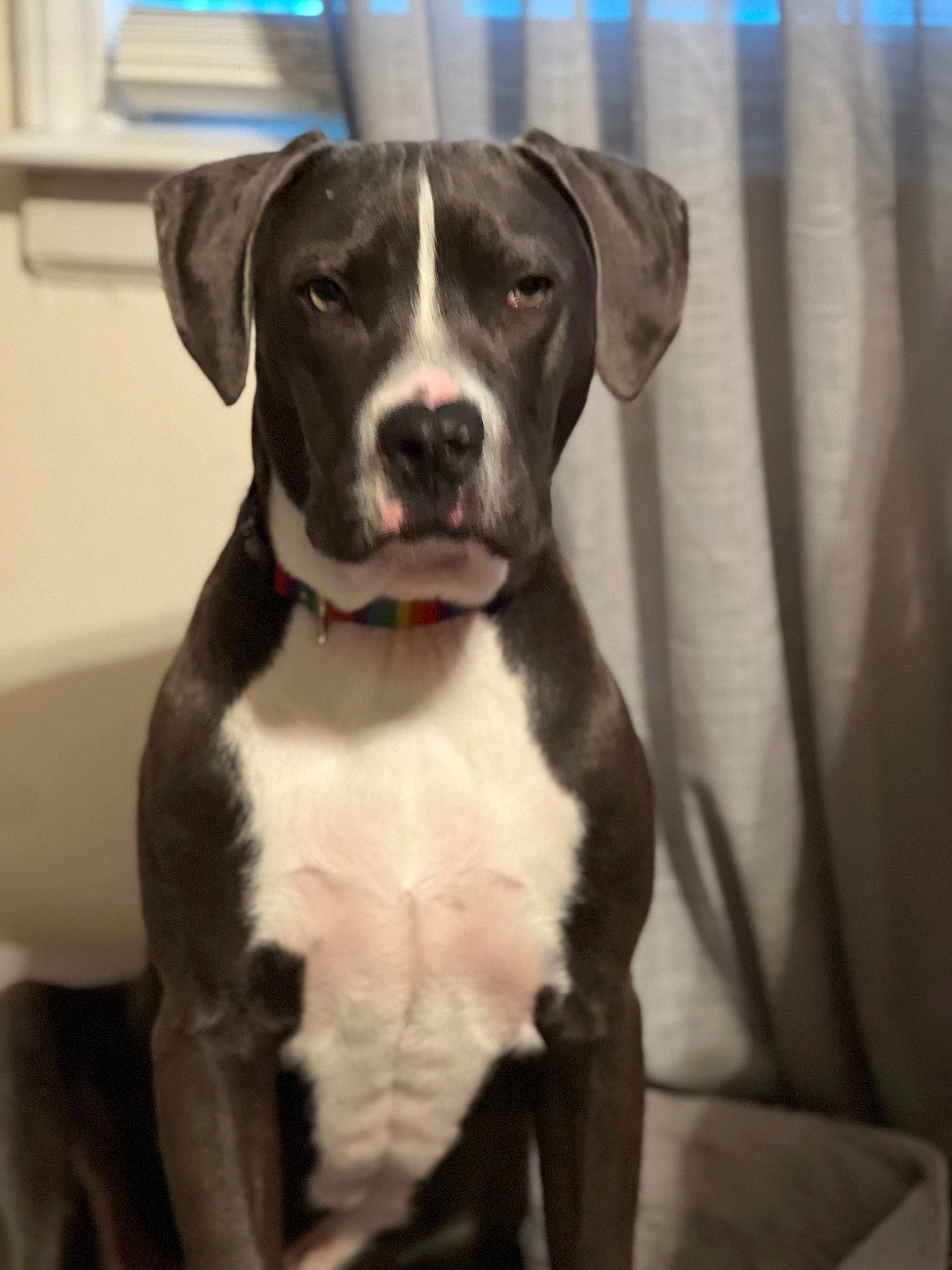 Max joined the competition — help win amazing prizes! borador, canidae, carnivore, collar, companion_dog, curtain, dog, dog_breed, dog_collar, fawn, fur, gun_dog, hunting_dog, liver, non_sporting_group, pet_supply, sporting_group, whiskers, working_animal, working_dog