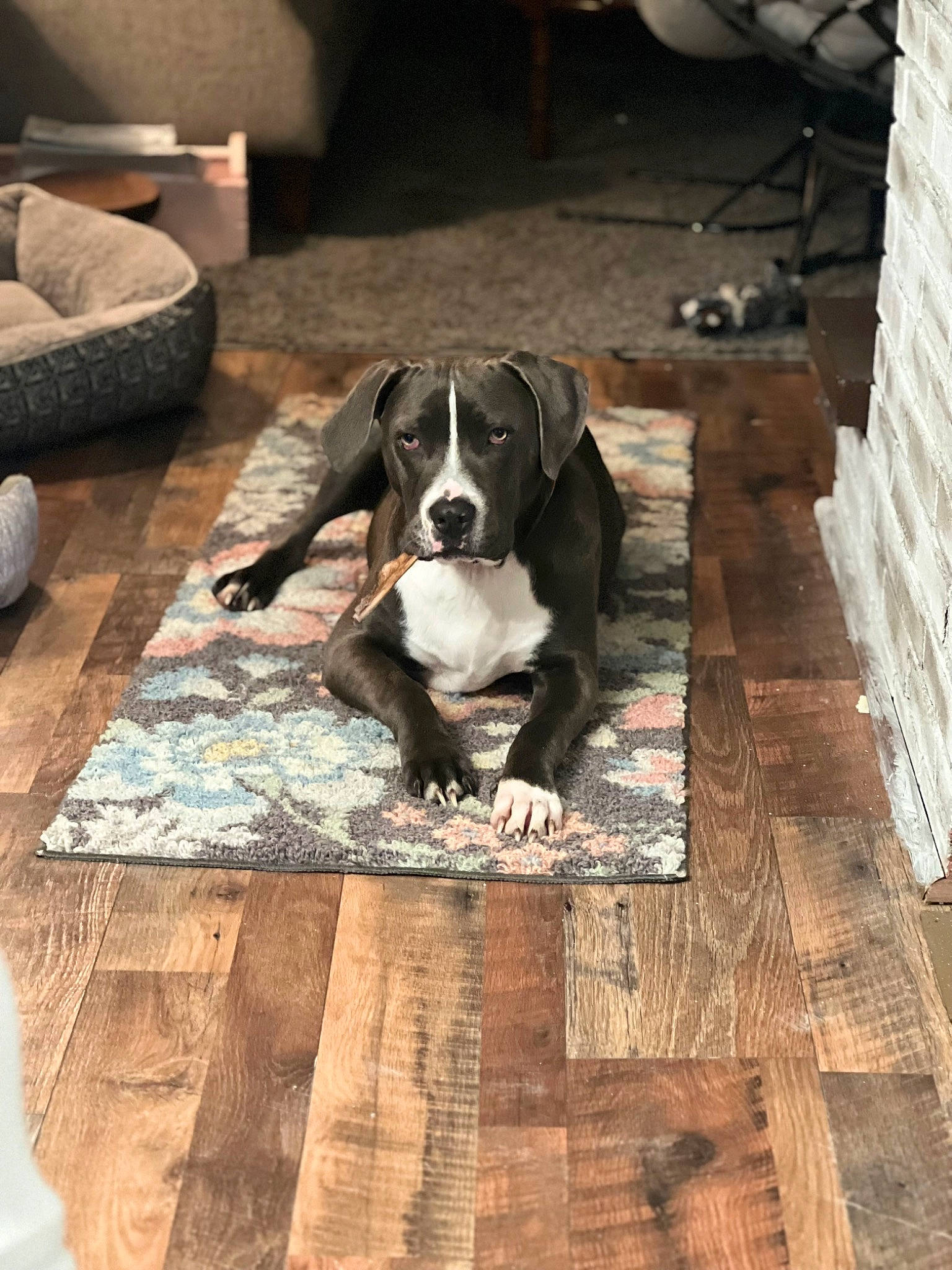 Max joined the competition — help win amazing prizes! brick, brickwork, brown, carnivore, comfort, companion_dog, dog, dog_breed, dog_supply, fawn, floor, flooring, hardwood, house, liver, living_room, rectangle, snout, wood, working_animal