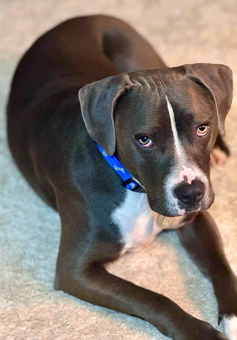 Max is registered to the contest to win money with this photo: borador, carnivore, collar, companion_dog, dog, dog_breed, dog_collar, electric_blue, fawn, gun_dog, hunting_dog, liver, snout, sporting_group, terrestrial_animal, whiskers, working_animal