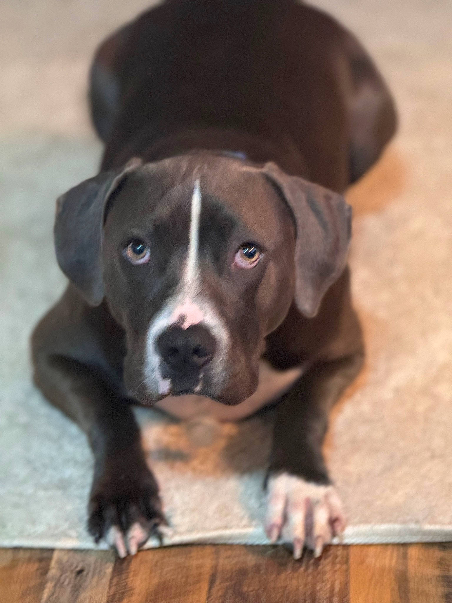 Max joined the competition — help win amazing prizes! borador, canidae, carnivore, companion_dog, dog, dog_breed, dog_collar, fawn, fur, gun_dog, hardwood, liver, molosser, plank, sporting_group, terrestrial_animal, whiskers, wood, working_animal, working_dog