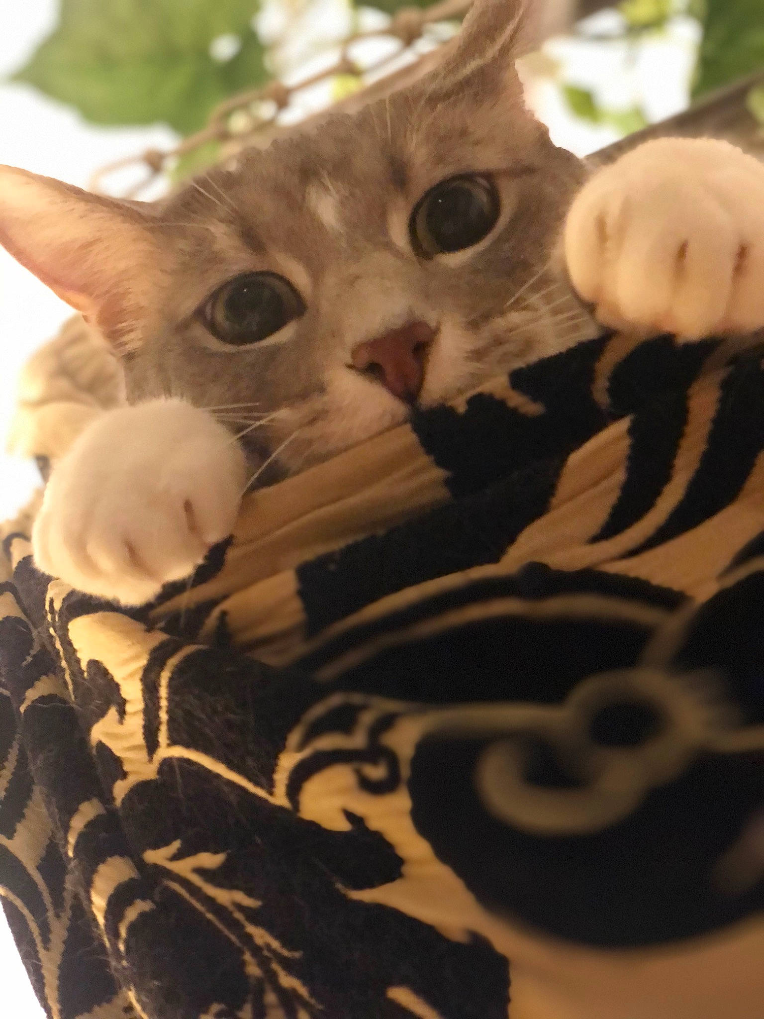 Nipperdoodle joined the competition — help win amazing prizes! art, carmine, carnivore, cat, close_up, domestic_short_haired_cat, fawn, felidae, fur, pattern, paw, plant, small_to_medium_sized_cats, snout, tail, tree, whiskers, wood