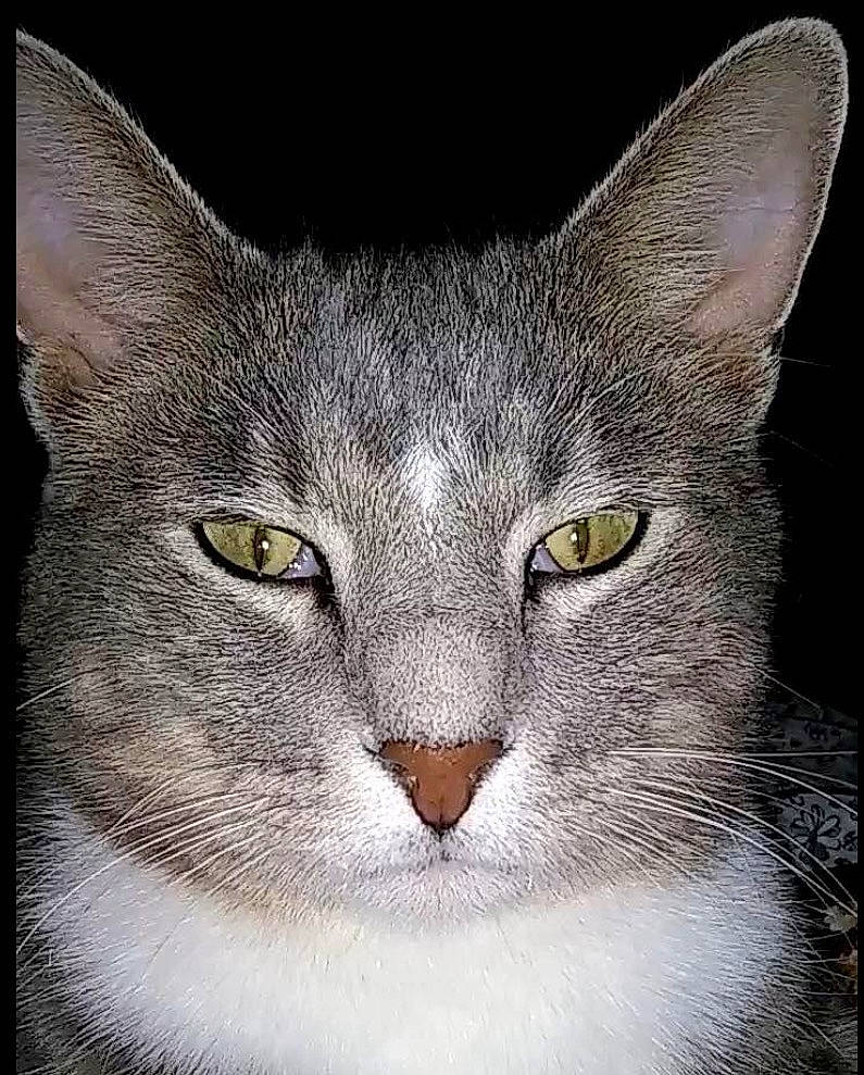 Nipperdoodle joined the competition — help win amazing prizes! art, art_paint, carnivore, cat, domestic_short_haired_cat, drawing, felidae, fur, grey, head, illustration, mammal, paint, painting, rectangle, small_to_medium_sized_cats, snout, terrestrial_animal, vertebrate, whiskers